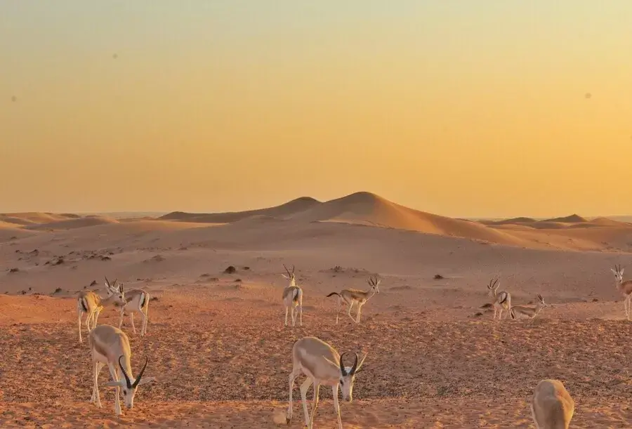 خطط إصلاح التعليم: مواجهة التحديات في النظام التعليمي الحالي